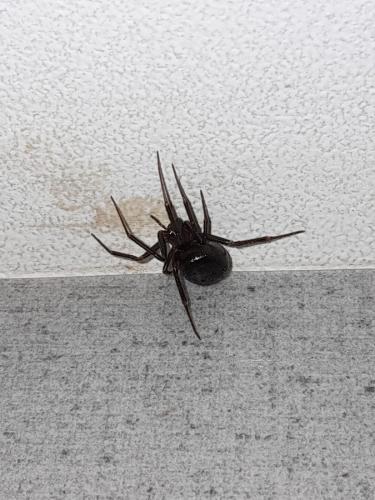 Steatoda sp.